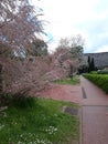 EUR city park, beautiful area of Ã¢â¬â¹Ã¢â¬â¹the city of Rome.  spring season this place turns pink, trees and plants are in bloom. Royalty Free Stock Photo